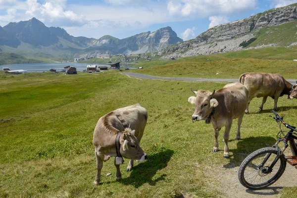 瑞士阿尔卑斯山梅尔切希富 富如特湖和村庄前的奶牛 — 图库照片