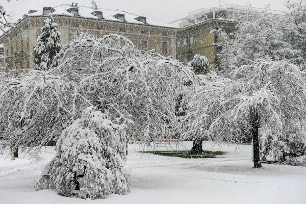 Botanická Zahrada Ciani Luganu Švýcarsko Sněhem — Stock fotografie
