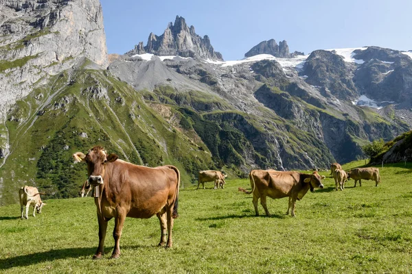 Vaches Brunes Qui Paissent Furenalp Sur Engelberg Dans Les Alpes — Photo
