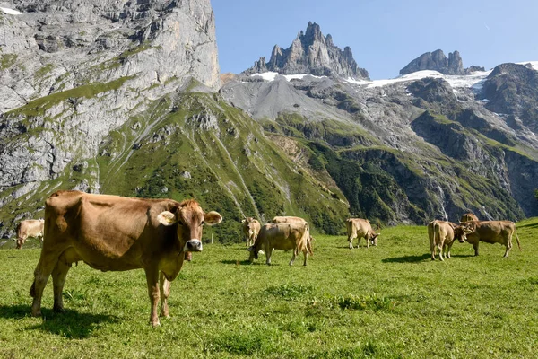 Vacas Pardas Que Pastan Furenalp Sobre Engelberg Los Alpes Suizos — Foto de Stock