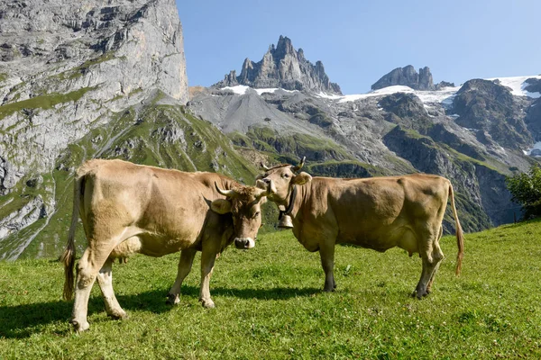 ブラウン スイス アルプスのエンゲルベルグ以上の Furenalp 放牧を牛します — ストック写真