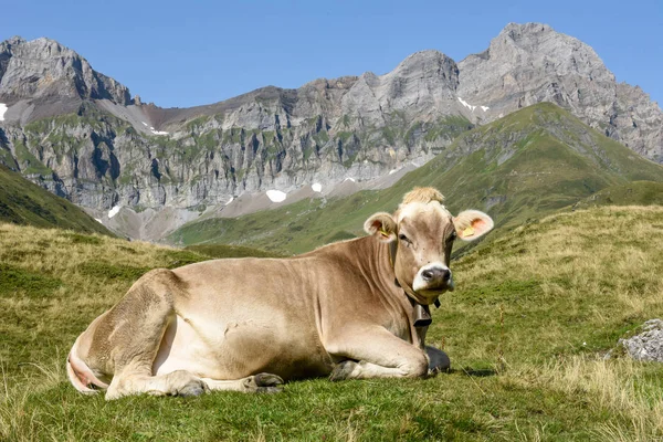 Bruine Koe Die Grazen Furenalp Engelberg Zwitserse Alpen — Stockfoto