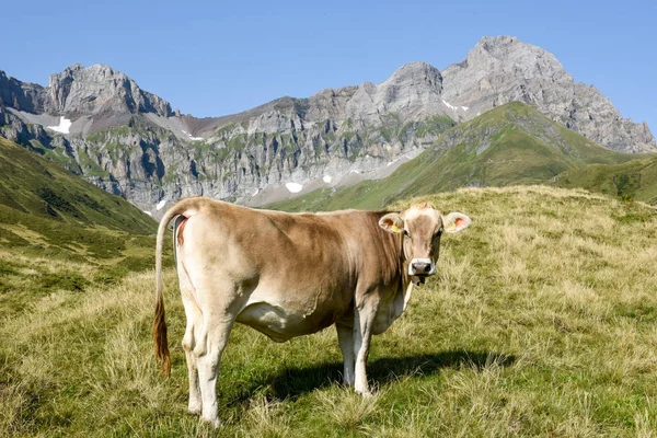 Brązowe Krowy Które Pasą Się Furenalp Nad Engelberg Alpy Szwajcarskie — Zdjęcie stockowe