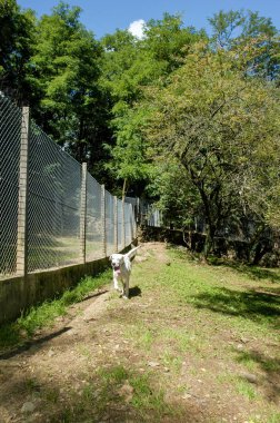 Lugano İsviçre üzerinde hayvan barınağı, köpek