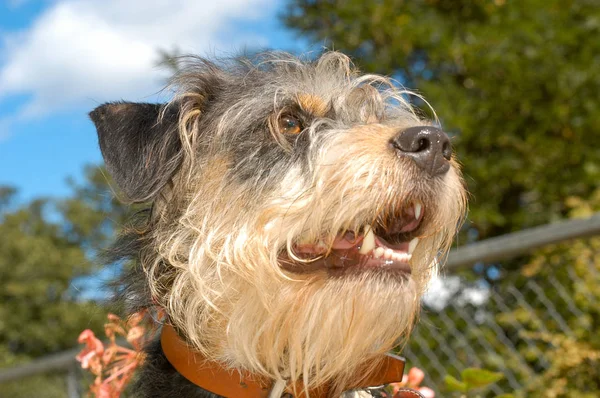 Cane Rifugio Animali Lugano Svizzera — Foto Stock