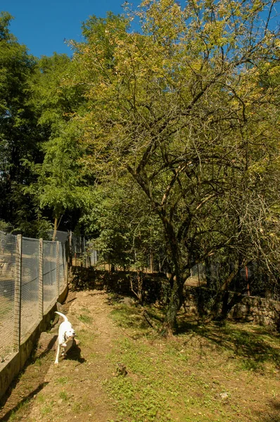 Σκυλί Στο Ζωικό Καταφύγιο Του Λουγκάνο Στην Ελβετία — Φωτογραφία Αρχείου