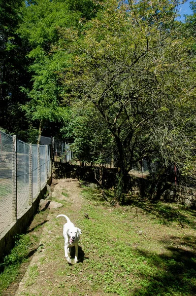 Perro Refugio Animales Lugano Suiza —  Fotos de Stock