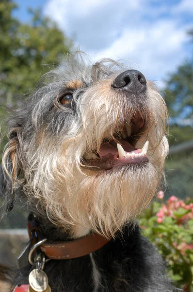 Cane Rifugio Animali Lugano Svizzera — Foto Stock