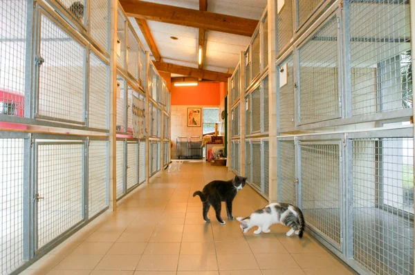 Lugano Switzerland September 2002 Cats Animal Shelter Lugano Switzerland — Stock Photo, Image