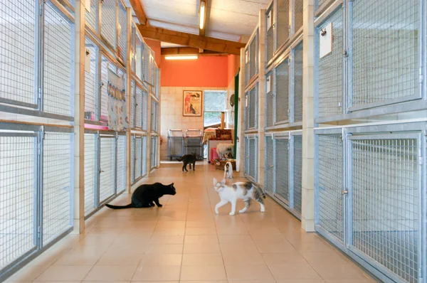 Lugano Switzerland September 2002 Cats Animal Shelter Lugano Switzerland — Stock Photo, Image