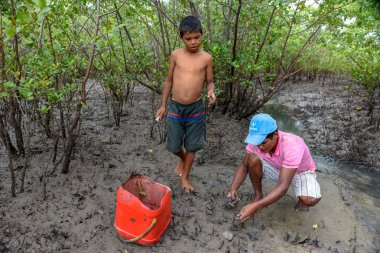 Atins, Brezilya - 12 Ocak 2019: Atins Brezilya mangroves üzerinde istiridye toplayan adam