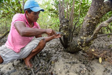 Atins, Brezilya - 12 Ocak 2019: Atins Brezilya mangroves üzerinde istiridye toplayan adam