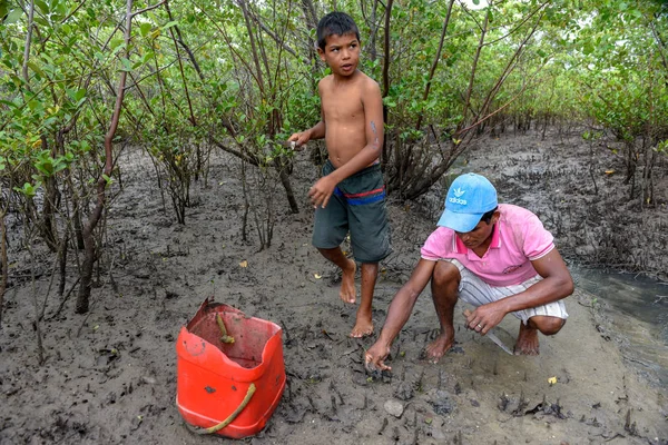Atins Brasile Gennaio 2019 Uomo Che Raccoglie Ostriche Sulle Mangrovie — Foto Stock