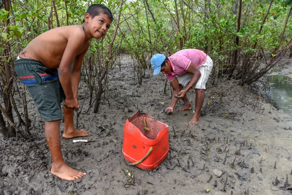 Atins Brazilië Januari 2019 Man Die Oesters Mangroven Van Atins — Stockfoto