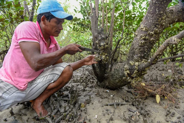 Atins Brazil January 2019 Man Who Collects Oysters Mangroves Atins — Stock Photo, Image