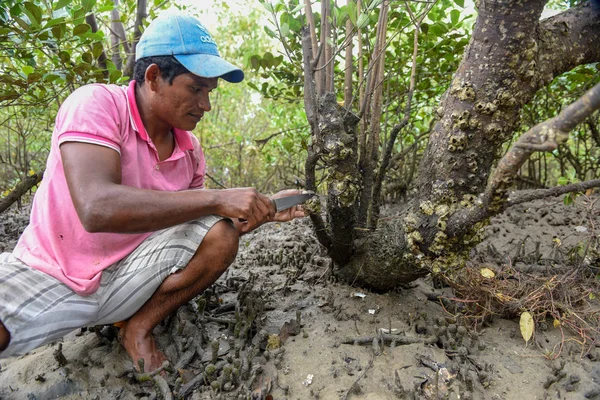 Atins Brazilië Januari 2019 Man Die Oesters Mangroven Van Atins — Stockfoto