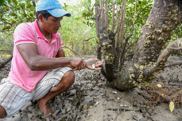 Atins Brazilië Januari 2019 Man Die Oesters Mangroven Van Atins — Stockfoto