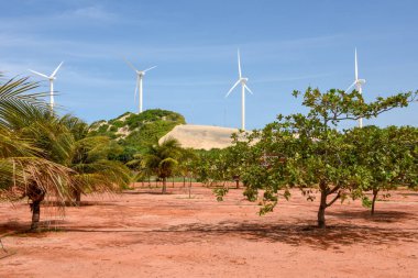 Rüzgar Çiftliği'nde Canoa Quebrada Brezilya