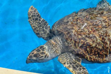 Praia do Forte 'deki proje Tamar tankında kaplumbağa yüzme, Brezilya
