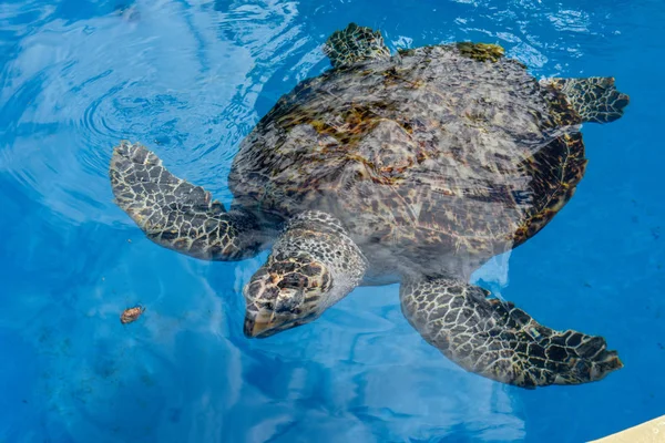 Turtle swimming in Project Tamar tank a Praia do Forte, Brasile — Foto Stock