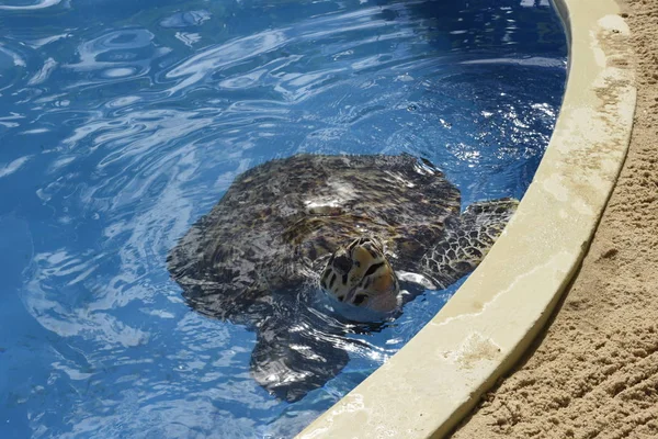 Tortuga Nadando Tanque Del Proyecto Tamar Praia Forte Brasil —  Fotos de Stock