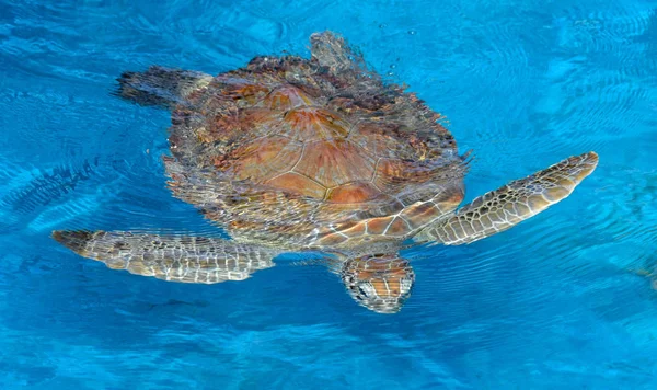 Tortuga nadando en el tanque del Proyecto Tamar en Praia do Forte, Brasil — Foto de Stock