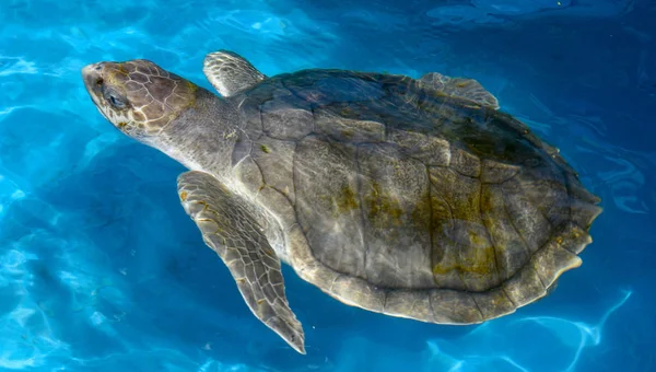 Turtle swimming in Project Tamar tank a Praia do Forte, Brasile — Foto Stock