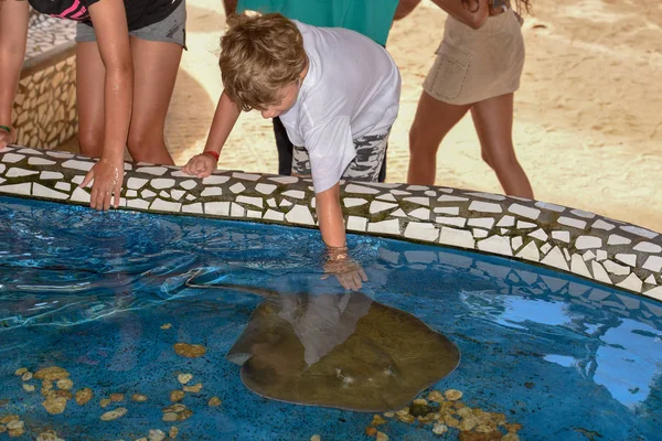 Enfants caressant poissons de race sur Project Tamar réservoir à Praia do — Photo