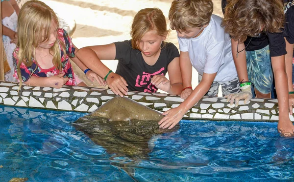 Kinderen strelen ras vis op project Tamar tank op Praia do — Stockfoto