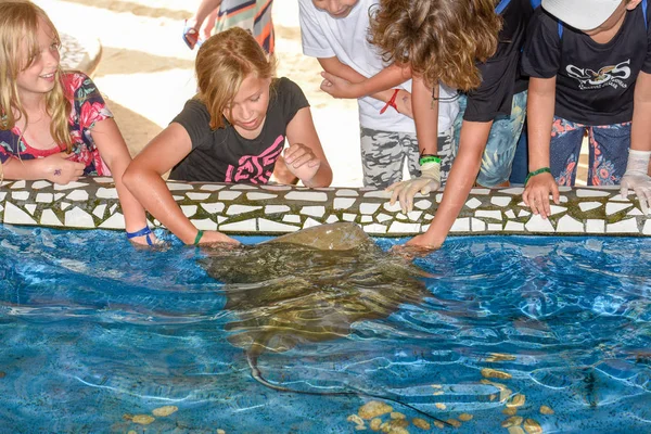 Children caressing breed fish on Project Tamar tank at Praia do — Stock Photo, Image