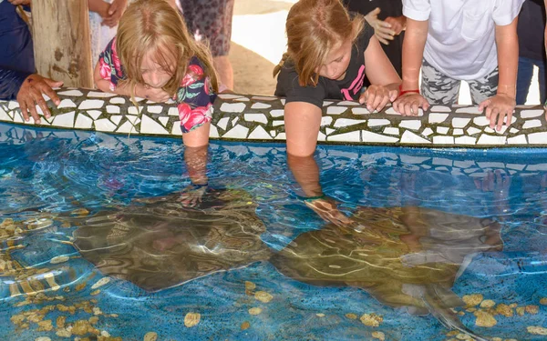 Enfants caressant poissons de race sur Project Tamar réservoir à Praia do — Photo