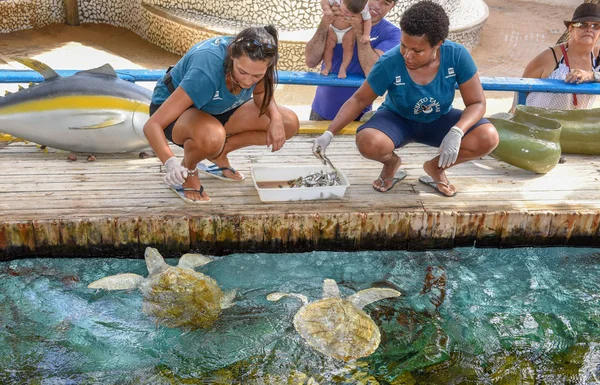 Vrouw die de schildpadden voedt op project Tamar tank op Praia do fo — Stockfoto