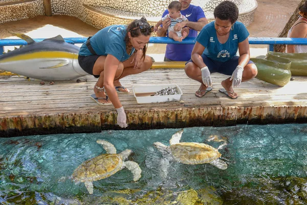 Mujer que alimenta a las tortugas en el tanque del Proyecto Tamar en Praia do Fo —  Fotos de Stock