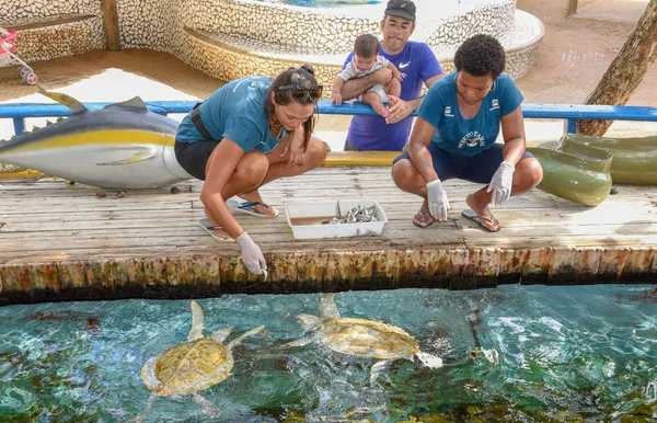 Mujer que alimenta a las tortugas en el tanque del Proyecto Tamar en Praia do Fo —  Fotos de Stock