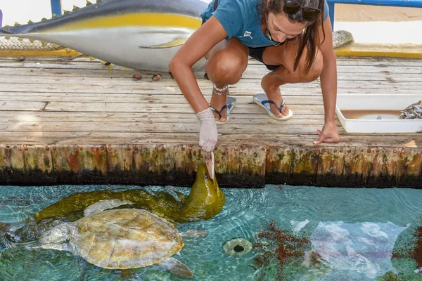 Mujer que alimenta a morena y tortugas en el tanque del Proyecto Tamar en Praia —  Fotos de Stock