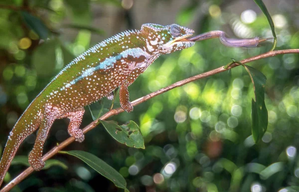 Kameleon is het vangen van een cricket door de uitbreiding van zijn tong op Madag — Stockfoto