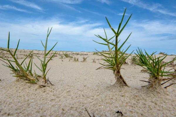 Strand van het eiland voor Atins, Brazilië — Stockfoto