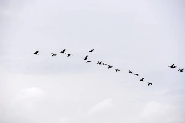 Group of birds flying at Atins, Brazil