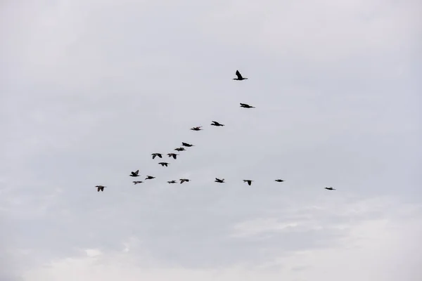 アティンス(ブラジル)で飛ぶ鳥の群集 — ストック写真