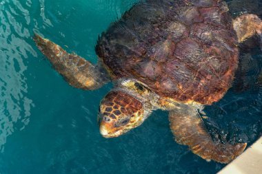 Praia do Forte 'deki proje Tamar tankında kaplumbağa yüzme, Brezilya