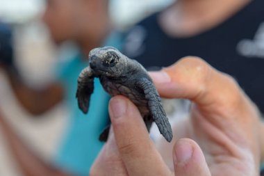 Praia do Forte'daki Tamar projesinde yavru kaplumbağaları gözlemleen ler
