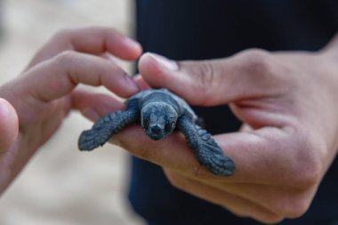 Praia do Forte'daki Tamar projesinde yavru kaplumbağaları gözlemleen ler