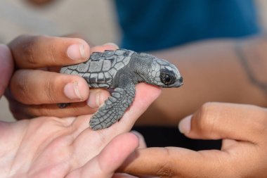 Praia do Forte'daki Tamar projesinde yavru kaplumbağaları gözlemleen ler
