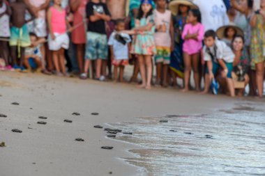 Praia do Forte'daki Tamar projesinde yavru kaplumbağaları gözlemleen ler