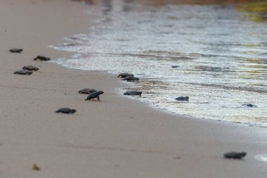 Praia do Forte'daki Tamar projesinde yavru kaplumbağaları gözlemleen ler