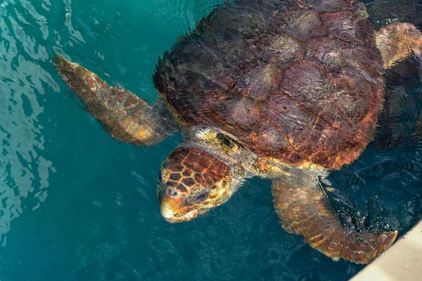 Turtle swimming in Project Tamar tank a Praia do Forte, Brasile — Foto Stock