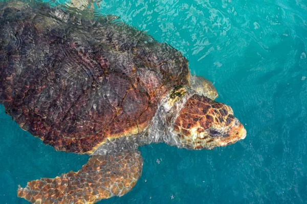 Turtle swimming in Project Tamar tank a Praia do Forte, Brasile — Foto Stock