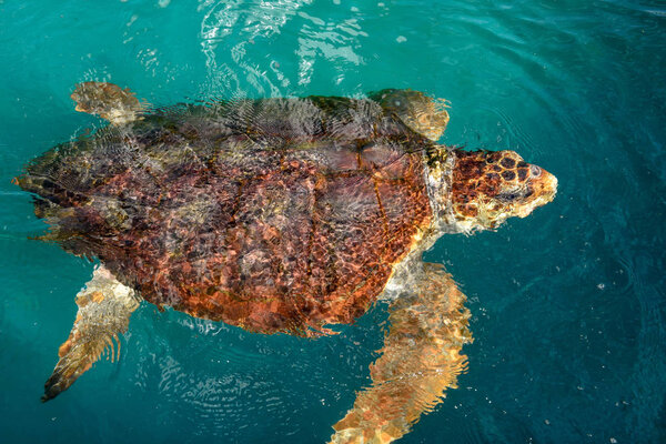 Turtle swimming in Project Tamar tank at Praia do Forte, Brazil