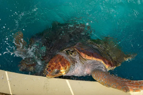 Turtle swimming in Project Tamar tank a Praia do Forte, Brasile — Foto Stock