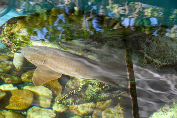 Infermiera Shark nuoto nel Progetto Tamar serbatoio a Praia do Forte, Fr — Foto Stock